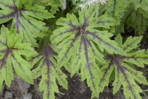 Tiarella 'Cutting Edge'